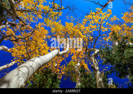 Bunte Herbst aspen Blätter im Wald mit Überdachung der gelbe Laub gegen den blauen Himmel und weißen Baumstamm Stockfoto