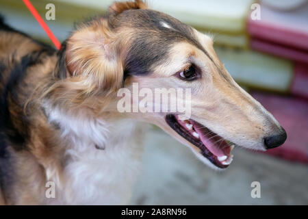 Russische Jagd Windhund (Rasse von Jagdhunden) close-up, Seitenansicht. Das Fell ist Beige, Weiß. Hund mit offenen Mund schaut weg. Stockfoto