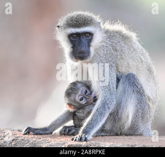 Meerkatze mit Säugling. (Chlorocebus pygerythrus) Closeup Stockfoto