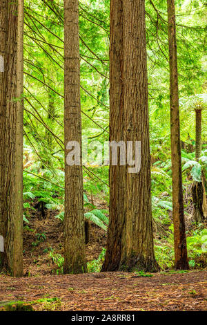 Kalifornische Redwood Forest in der Great Otway National Park in Victoria, Australien Stockfoto