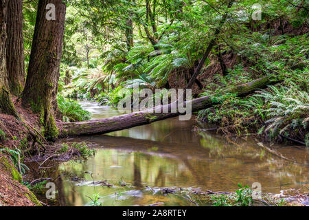 Große Farne und ein Bach im kalifornischen Redwood Forest im Great Otway National Park in Victoria, Australien Stockfoto