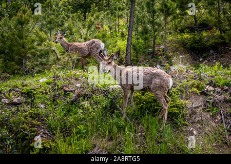 Ein paar Jugendliche Hirsch im Custer State Park in den Black Hills von South Dakota. Stockfoto