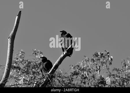 Schwarz-weiß Bild von zwei amerikanischen Schwarzen Geier thront auf dead tree branch Stockfoto