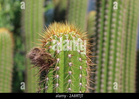 Golden Torch Kaktus aka Trichocereus Spachiana mit zwei Knospen Stockfoto