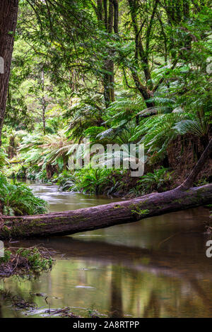 Große Farne und ein Bach im kalifornischen Redwood Forest im Great Otway National Park in Victoria, Australien Stockfoto