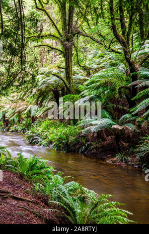 Große Farne und ein Bach im kalifornischen Redwood Forest im Great Otway National Park in Victoria, Australien Stockfoto