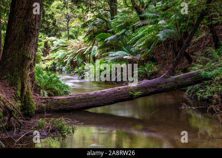 Große Farne und ein Bach im kalifornischen Redwood Forest im Great Otway National Park in Victoria, Australien Stockfoto