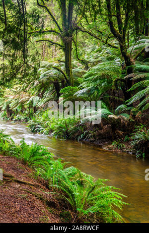 Große Farne und ein Bach im kalifornischen Redwood Forest im Great Otway National Park in Victoria, Australien Stockfoto