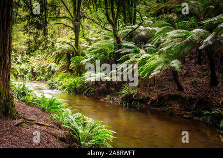 Große Farne und ein Bach im kalifornischen Redwood Forest im Great Otway National Park in Victoria, Australien Stockfoto