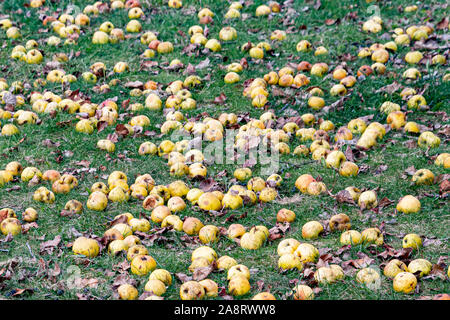 Gelbe Äpfel liegen auf grünem Gras nach einem High Wind Sturm in Spekulant, NY, USA Stockfoto