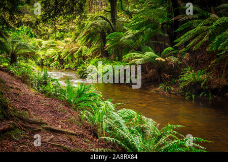 Große Farne im kalifornischen Redwood Forest im Great Otway National Park in Victoria, Australien Stockfoto