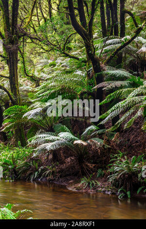 Große Farne im kalifornischen Redwood Forest im Great Otway National Park in Victoria, Australien Stockfoto