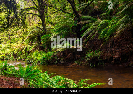 Große Farne im kalifornischen Redwood Forest im Great Otway National Park in Victoria, Australien Stockfoto