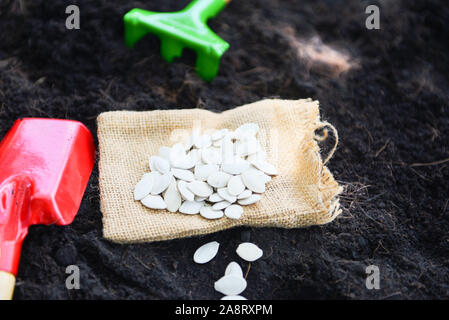 Pflanzen Kürbis Samen auf den Boden im Gemüsegarten Landwirtschaft/Gartenbau Konzept funktioniert, selektiver Fokus Stockfoto