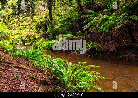 Kalifornische Redwood Forest in der Great Otway National Park in Victoria, Australien Stockfoto