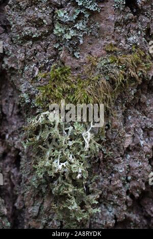Flechten und Moos auf einem Baum in Eugene, Oregon, USA. Stockfoto