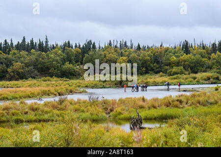 KATMAI NATIONAL PARK, AK-September 15, 2019: Gruppe von Fotografen Waten in der Brooks River Bilder von Braunbären. Stockfoto