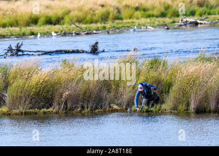 KATMAI NATIONAL PARK, AK-September 16, 2019: Fischer am Brooks River einen Fisch wieder in den Fluss. Stockfoto