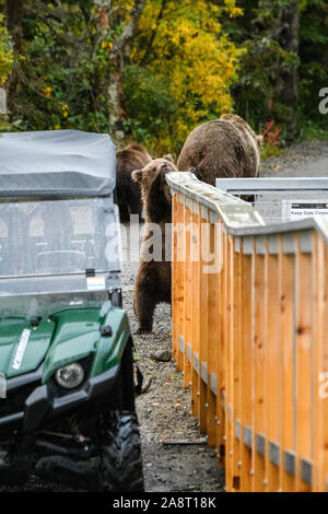 KATMAI NATIONAL PARK, AK-September 18, 2019: Brown bear cub Kauen auf Ende der neue Brooks River Bridge. Stockfoto