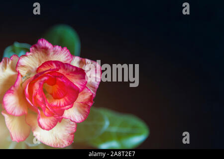 Gelb rosa Blume Rose oder adeniums auf schwarzen Hintergrund mit Kopie Raum, getönt. Stockfoto