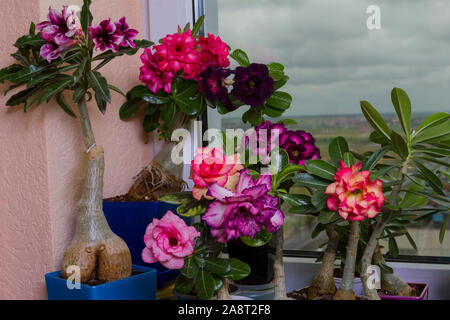 Viel Farbe blühende Zimmerpflanze in Töpfen auf der Fensterbank. Schöne Blumen Rosen oder adeniums. Stockfoto