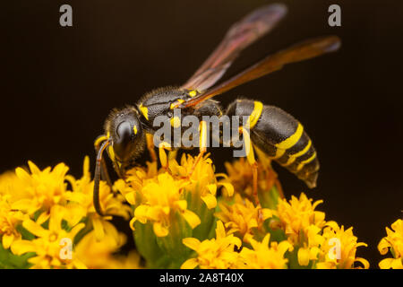 Ein Potter Wasp (Ancistrocerus adiabatus) sucht nach Nektar auf einem goldrute Blume. Stockfoto