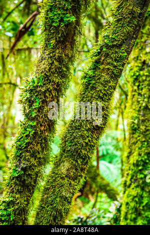 Die Baumstämme in einem feinen Baum Farn und Moos entlang Turtons Track, Otway National Park, Victoria, Australien abgedeckt Stockfoto