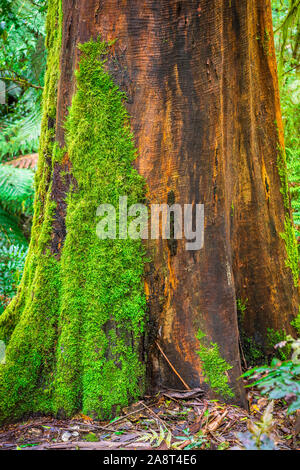 Baumstamm in Moss zusammen Turtons Track, Otway National Park, Victoria, Australien abgedeckt Stockfoto