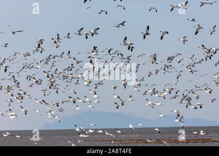 Ein Schwarm fliegender Schnee Gänse in Richmond BC Kanada Stockfoto