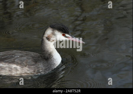 Ein Kopf geschossen von der atemberaubenden Haubentaucher, Podiceps cristatus, Schwimmen an einem Fluss. Es hat das Tauchen unter Wasser, Fische zu fangen. Stockfoto