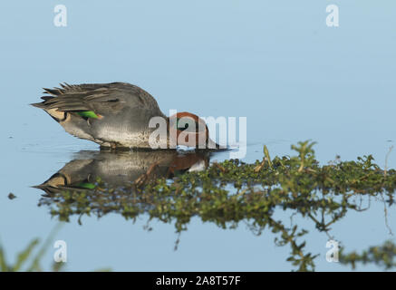 Eine atemberaubende Drake Teal ente, Anas crecca, Plantschen für Lebensmittel am Rande eines Süßwasser-See, an der Küste von Norfolk. Stockfoto