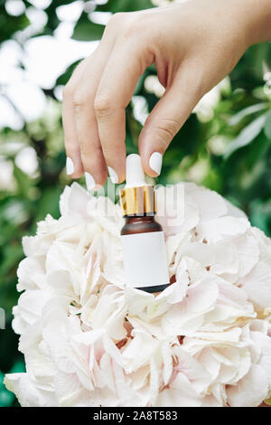 Die gepflegten Hand der Frau setzen rejuvenating Serum auf blühende Hortensie Blume Stockfoto