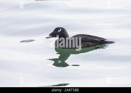 White winged Scoter, Diät und nahrungssuche am weißen Rock BC Kanada Stockfoto