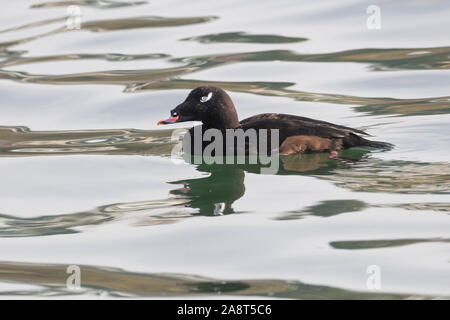 White winged Scoter, Diät und nahrungssuche am weißen Rock BC Kanada Stockfoto