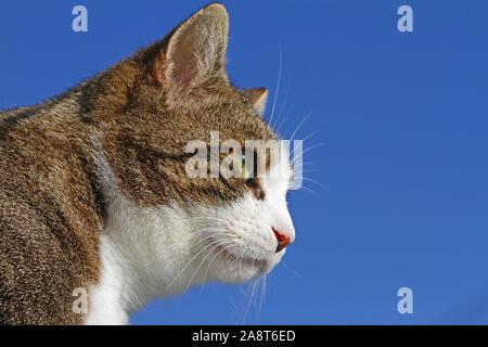 Tabby cat Status Symbol von Massachusetts und Rescue pet-Symbol von Kalifornien Kolorado Illinois Tennessee. In Colfiorito, Umbrien, Italien verlassen Stockfoto