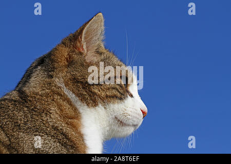 Tabby cat Status Symbol von Massachusetts und Rescue pet-Symbol von Kalifornien Kolorado Illinois Tennessee. In Colfiorito, Umbrien, Italien verlassen Stockfoto