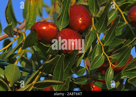 Jujube Obst oder steinfrucht Latin ziziphus jujuba Reifung auf einem Busch oder Baum in Italien eine Art Datum z.b. rotes Datum im Zusammenhang mit Sanddorn Familie Rhamnaceae Stockfoto