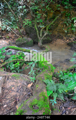 Der Strom, der fließt unten von den Wasserfall am Sa Nang Manora Forest Park in Phang Nga Thailand Asien Stockfoto