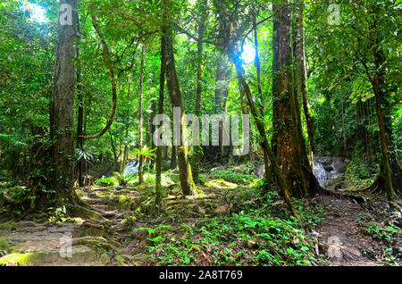 Wunderschönes Banyan Bäume wachsen wild am Sa Nang Manora Forest Park in Phang Nga Thailand Asien Stockfoto