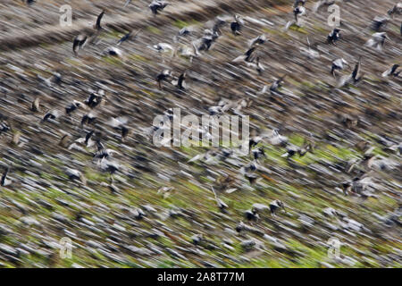 Abstrakte Kunst geschossen wie in eine riesige Herde oder murmuration von Staren Latin Sturnus vulgaris zusammen über ein Feld im ländlichen Italien fliegen Stockfoto