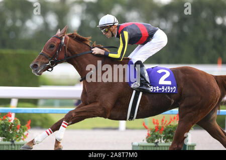 Kyoto, Japan. 10 Nov, 2019. Lucky Lila (Christophe Soumillon) Horse Racing: Lucky Lila geritten von Christophe Soumillon gewinnt den Queen Elizabeth II Cup in Kyoto Racecourse in Kyoto, Japan. Credit: Eiichi Yamane/LBA/Alamy leben Nachrichten Stockfoto