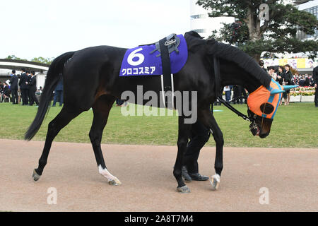 Kyoto, Japan. 10 Nov, 2019. Pferderennen: crocosmia Crocosmia wird durch das Fahrerlager, bevor die Queen Elizabeth II Cup in Kyoto Racecourse in Kyoto, Japan führte. Credit: Eiichi Yamane/LBA/Alamy leben Nachrichten Stockfoto