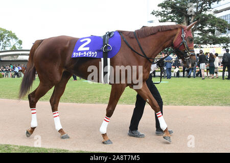 Kyoto, Japan. 10 Nov, 2019. Lucky Lila Pferderennen: Lucky Flieder ist durch das Fahrerlager, bevor die Queen Elizabeth II Cup in Kyoto Racecourse in Kyoto, Japan führte. Credit: Eiichi Yamane/LBA/Alamy leben Nachrichten Stockfoto