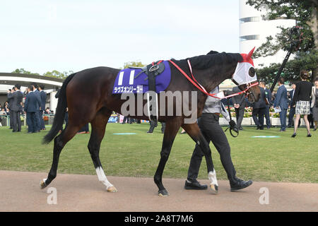 Kyoto, Japan. 10 Nov, 2019. Sie liebt nur Pferderennen: Liebt nur Dir durch das Fahrerlager, bevor die Queen Elizabeth II Cup in Kyoto Racecourse in Kyoto, Japan führte. Credit: Eiichi Yamane/LBA/Alamy leben Nachrichten Stockfoto