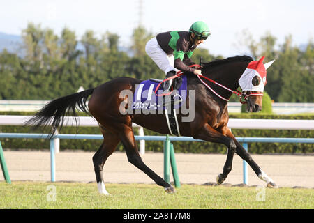 Kyoto, Japan. 10 Nov, 2019. Nur Sie liebt (Mirco Demuro) Pferderennen: Liebt sie nur geritten von Mirco Demuro, bevor die Queen Elizabeth II Cup in Kyoto Racecourse in Kyoto, Japan. Credit: Eiichi Yamane/LBA/Alamy leben Nachrichten Stockfoto