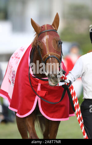 Kyoto, Japan. 10 Nov, 2019. Lucky Lila Pferderennen: Lucky Lila nach dem Gewinn des Queen Elizabeth II Cup in Kyoto Racecourse in Kyoto, Japan. Credit: Eiichi Yamane/LBA/Alamy leben Nachrichten Stockfoto