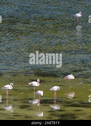 Didim, Türkei. 06 Nov, 2019. Flamingos sind im See Bafa. Das Wasser ist ein binnensee an der Westküste der Türkei, gebildet aus einer ehemaligen Mündung. Es gibt mehr als 250 verschiedene Arten von Vögeln und über 120 Sorten von Orchideen. Foto: Jens Kalaene/dpa-Zentralbild/ZB/dpa/Alamy leben Nachrichten Stockfoto