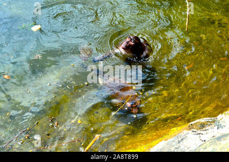 Long tail Makaken nehmen ein erfrischendes Bad im Teich an Somdet Phra Srinagarinda Park Phang Nga Town Thailand Asien Stockfoto