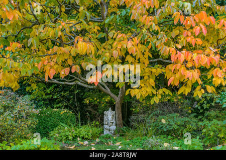 Ganesh, Japanisch Kaki Kaki, Diospyros kaki, Farn Schlucht, Mill Valley, Kalifornien Stockfoto