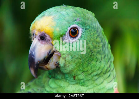 Green Parrot Smiley Stockfoto